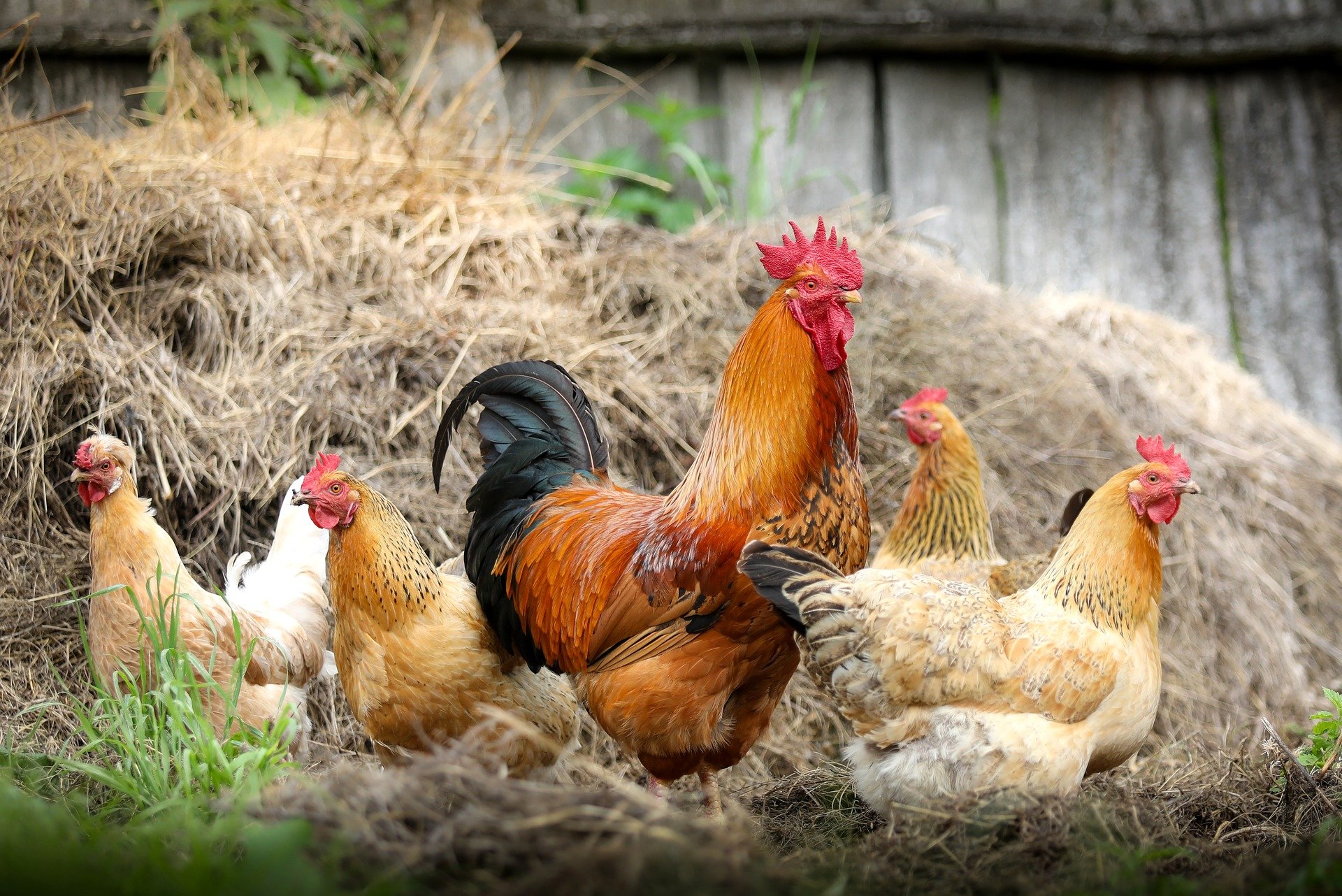 Poultry farming complex